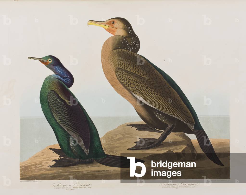 Bild von Gravur "Illustration von 'Birds of America'", 1827-38 von John James Audubon