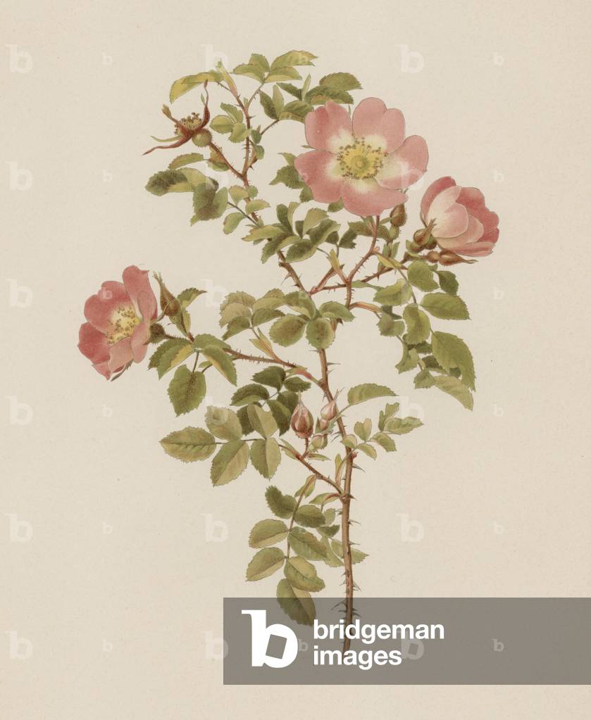 Englische Rose (Farbe Litho)