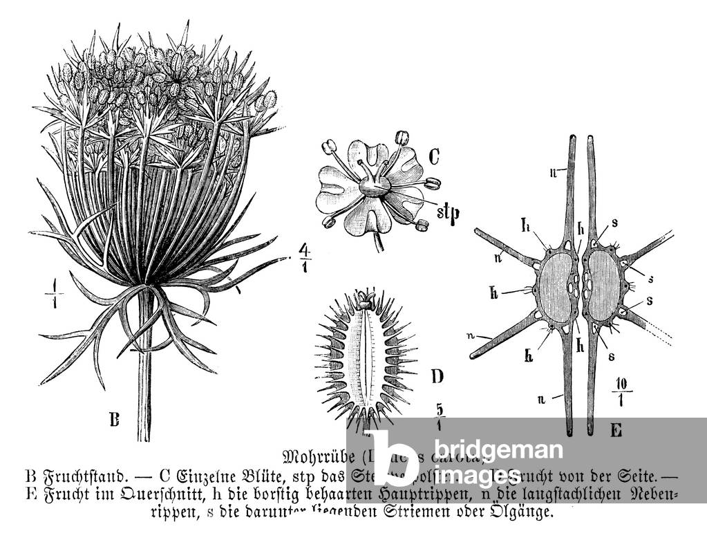 Immagine di Incisione "Carota", b/w