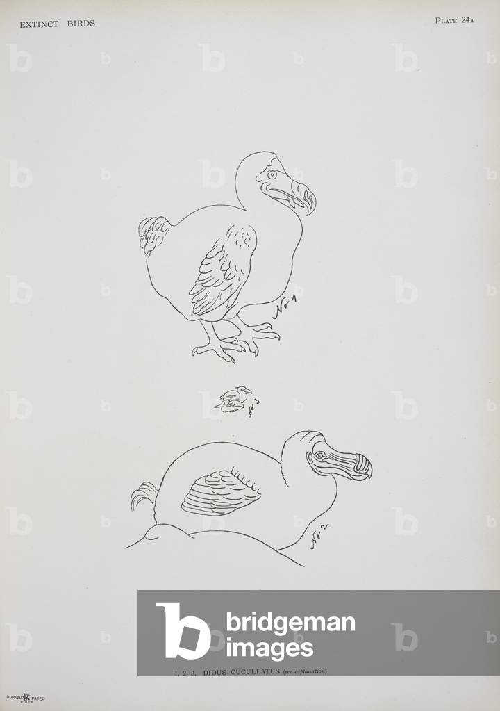 "Didus cucullatus.", b/w