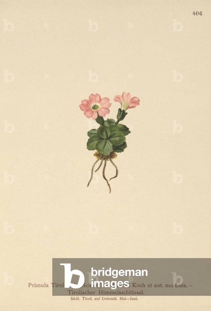 "Primula tirolese (Primula tyrolensis" 1881 di German School