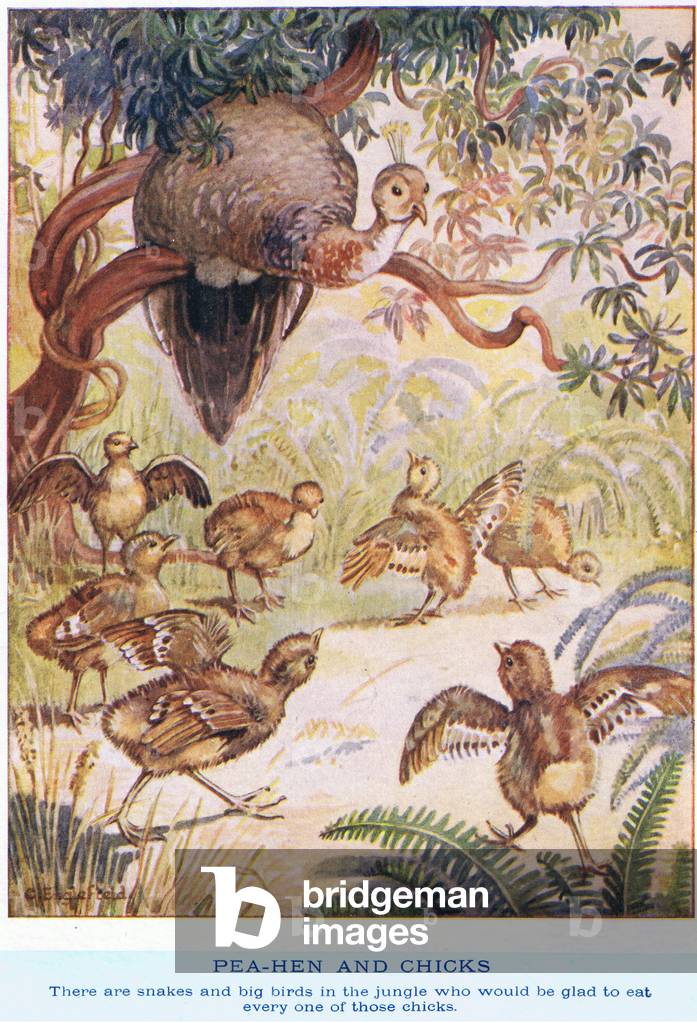 Pea Hen and chicks (litho)