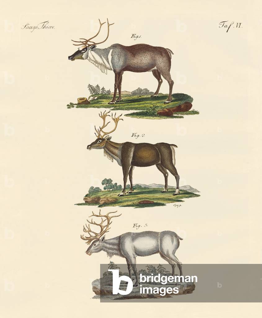 Bild von Gravur "Das Rentier (farbige Gravur)" von German School