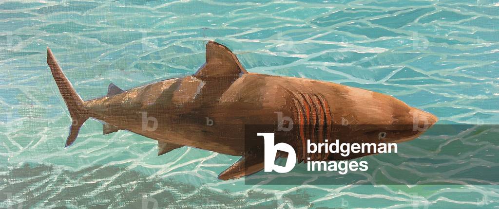 Image of Painting depicting Basking Shark 2011 by Alex Williams
