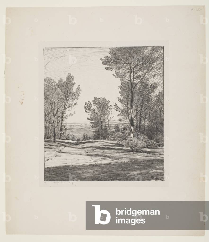 California Pines (litho)