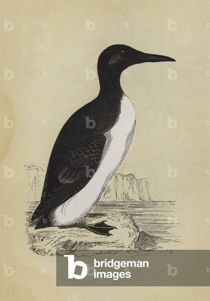 Guillemot (colour litho) by English Artist