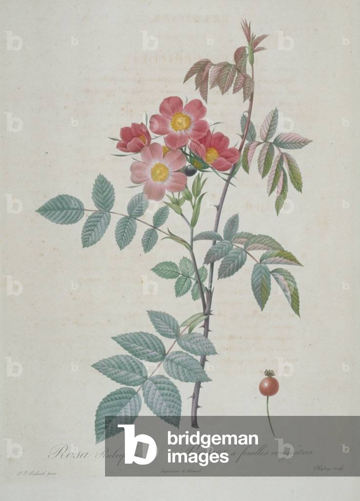 Rosa rubrifolia