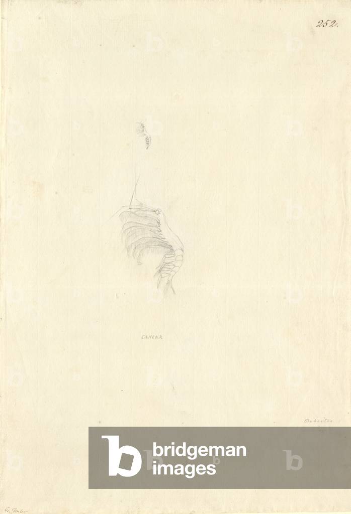 Bild von Zeichnung "Ff. 252 Skizze von George Forster" von Georg Forster, b/w