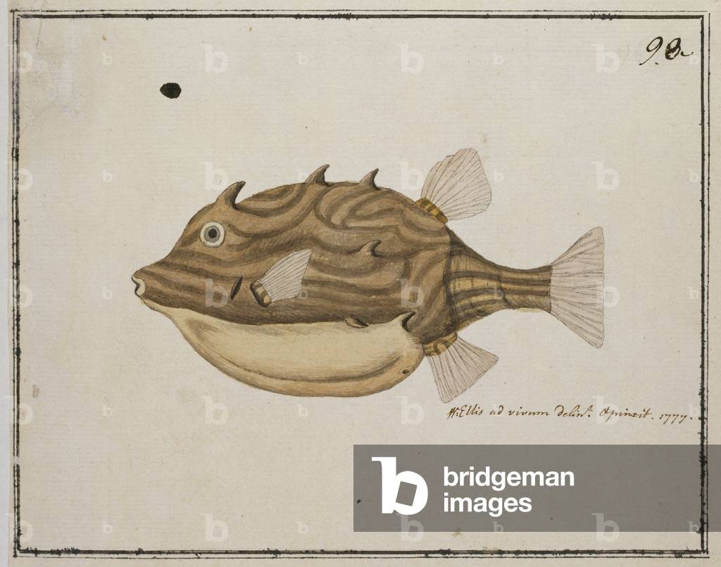 Plate 98 by William Ellis, b/w