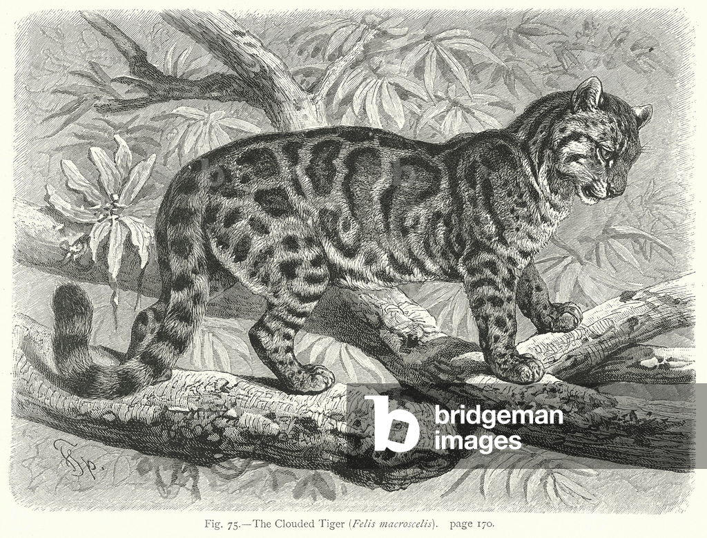 Image of Engraving depicting The Clouded Tiger (Felis Macroscelis) (engraving) 1801 by Friedrich Specht