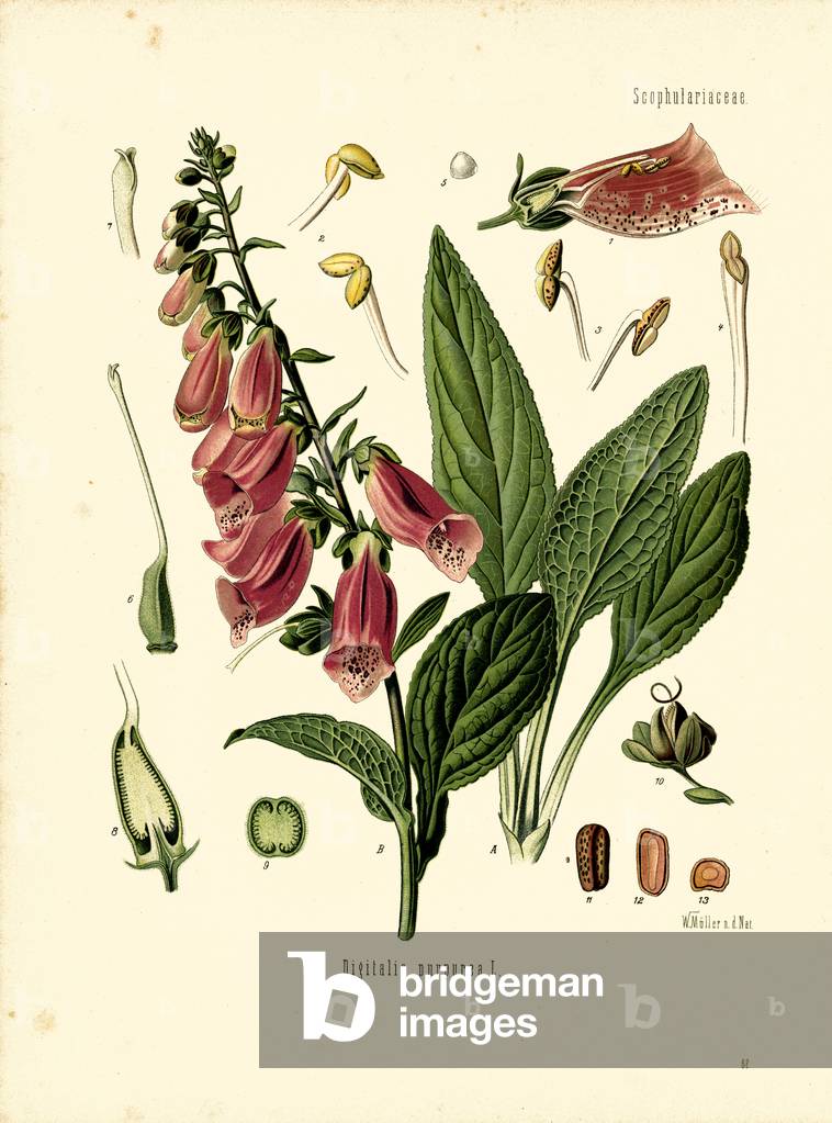 Common Foxglove (colour litho)