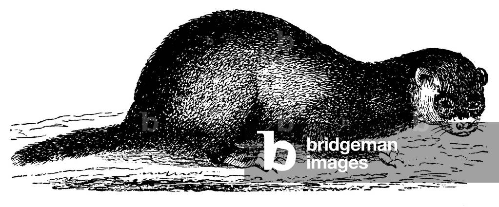 "Polecat", b/w