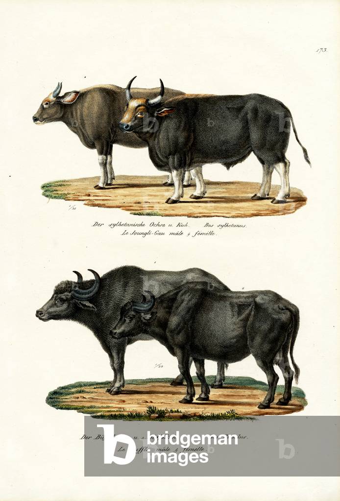 Gaur, 1824 par Karl Joseph Brodtmann