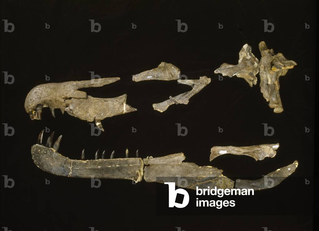 Baryonyx