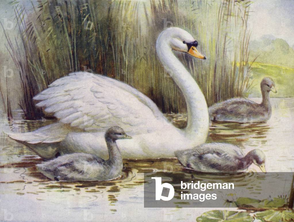 "Cigno e cignetti (lito a colori)" 1901 di English School
