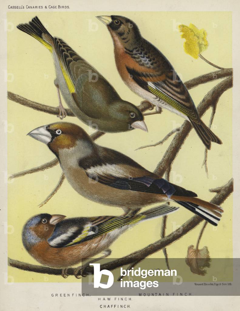 Green Finch, Mountain Finch, Haw Finch, Chaf Finch (farbe litho)
