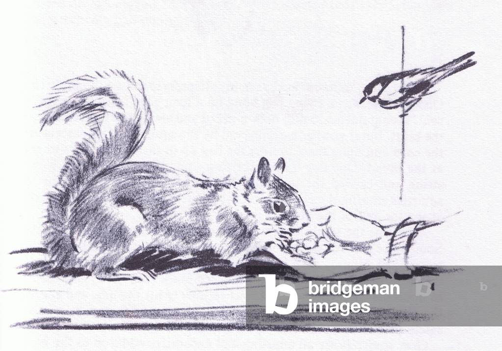 Scoiattolo e grandi Tits, da Wanderers of the Field pub.di Routledge e Kegan Paul, 1959 (lito)