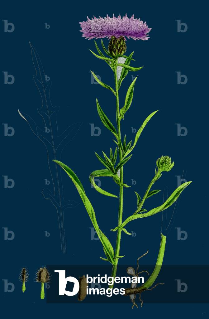 Sisymbrium Polyceratium; Prostata-Hecken-Senf