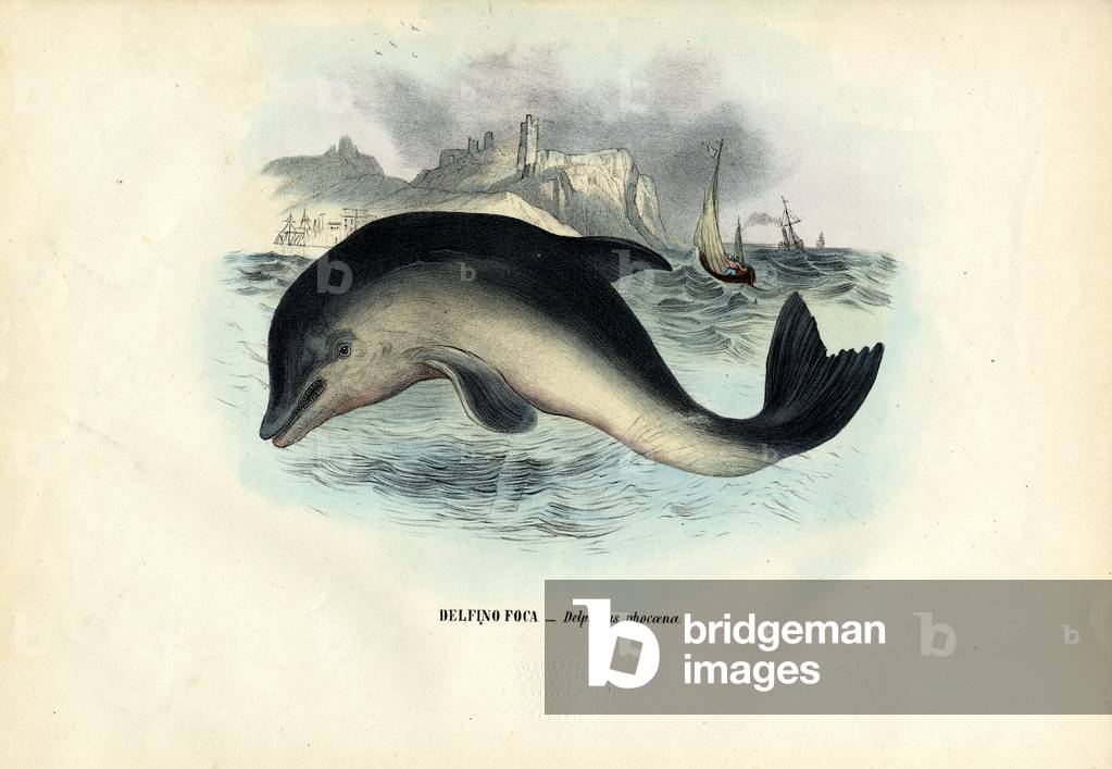 Porpoise Porto, 1863-79 (colore lito)