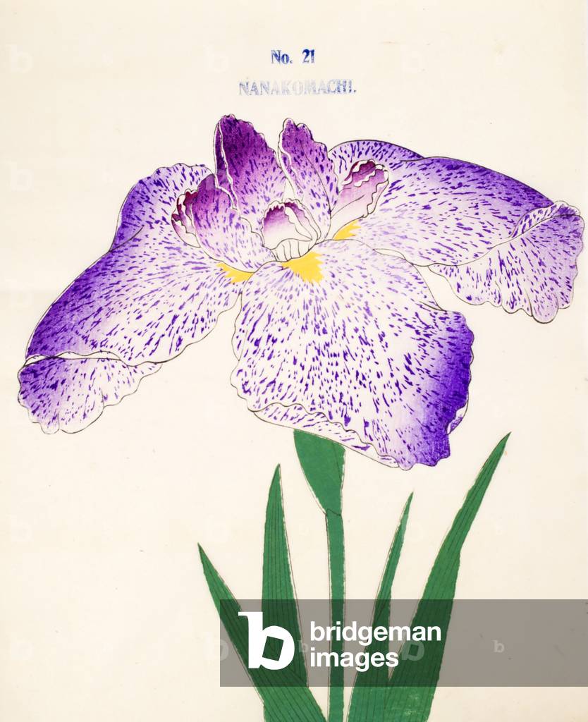 Nanakomachi, Nr.21, 1898 (Farbe Litho)