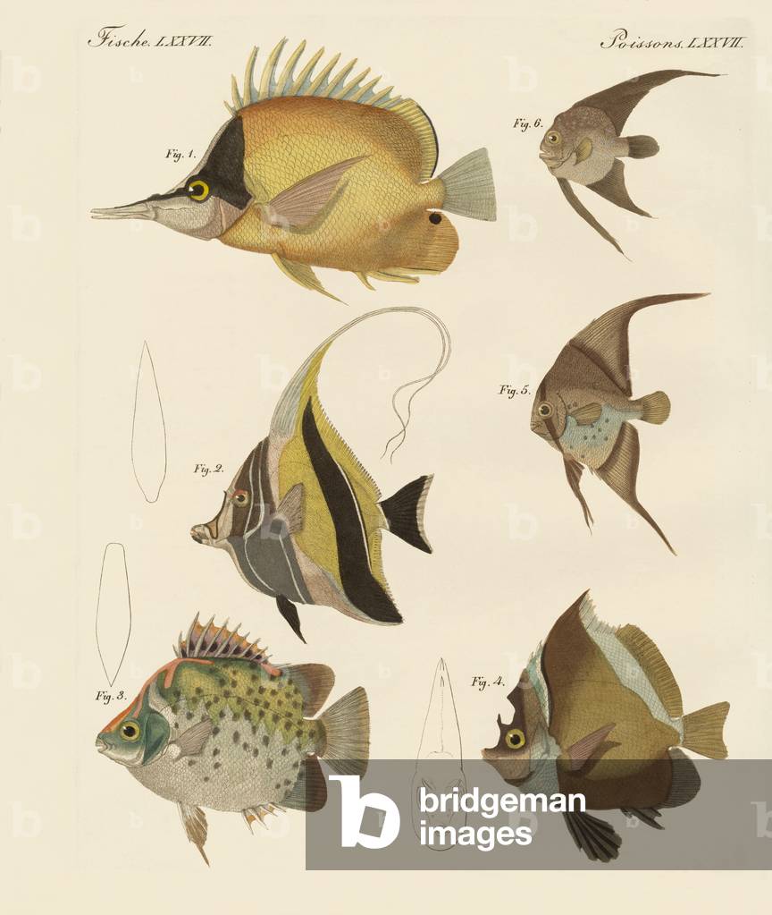 Image de Gravure représentant Beau poisson (gravure colorée) par German School, b/w