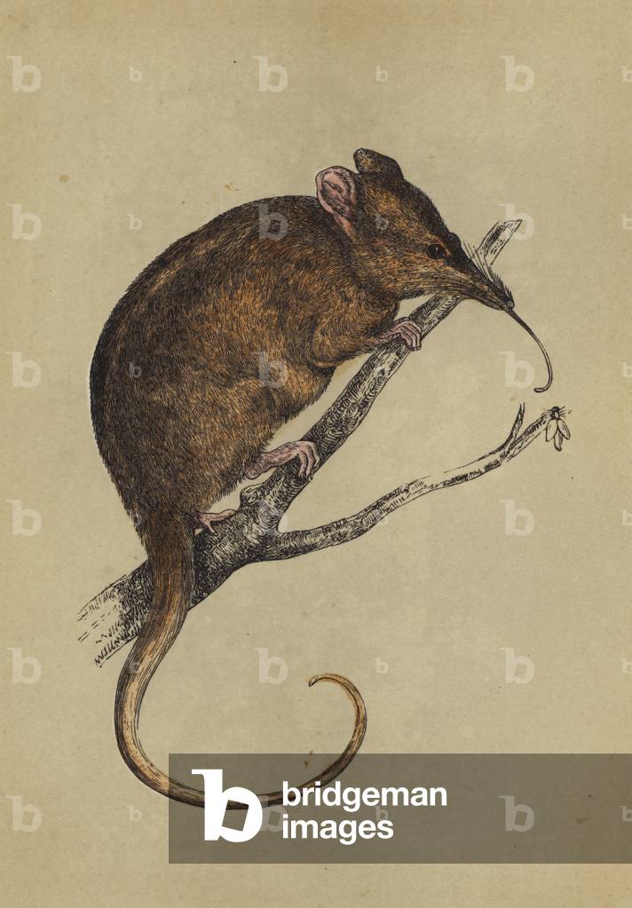 Langschnauzige Tarsipes (Farbe litho)