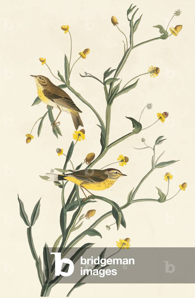 "Dedroica palmarum" 1827 von John James Audubon