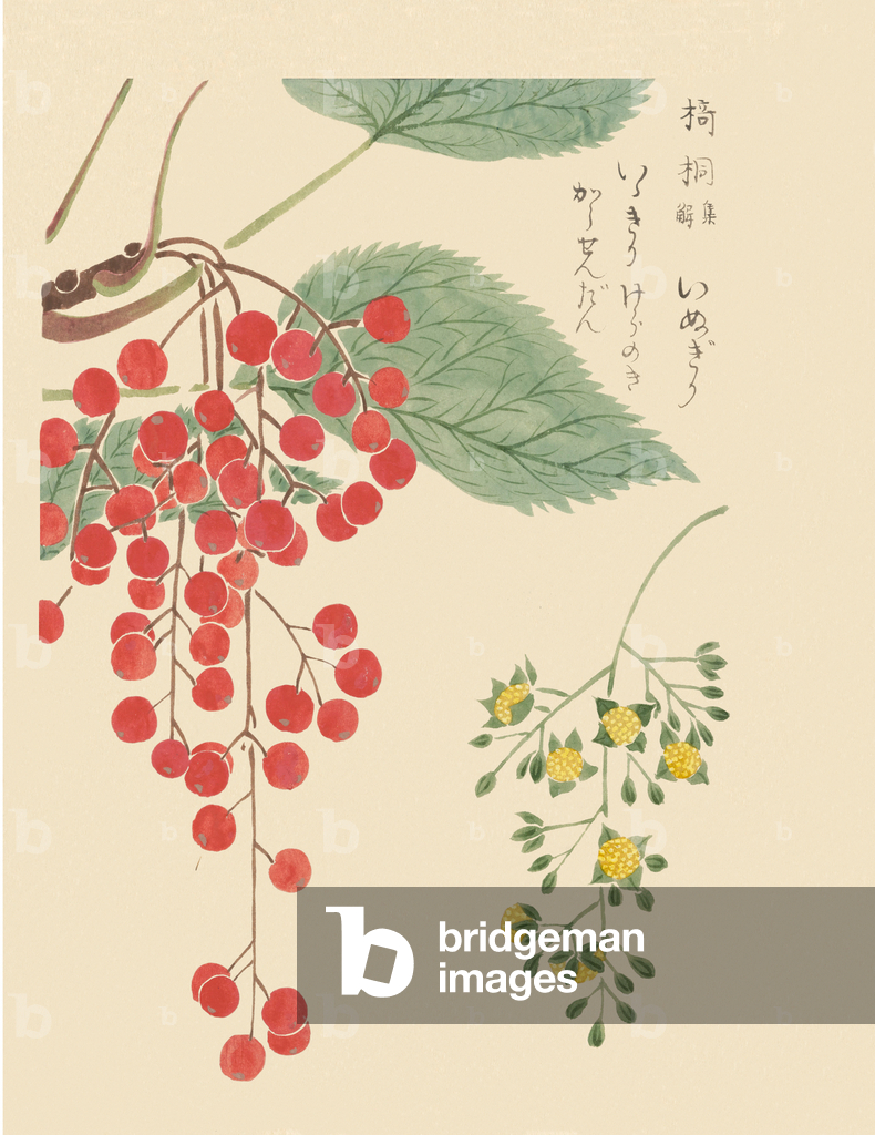 Image of Idesia polycarpa (li-giri, igiri, wonder tree), 1828-44 (hand ...