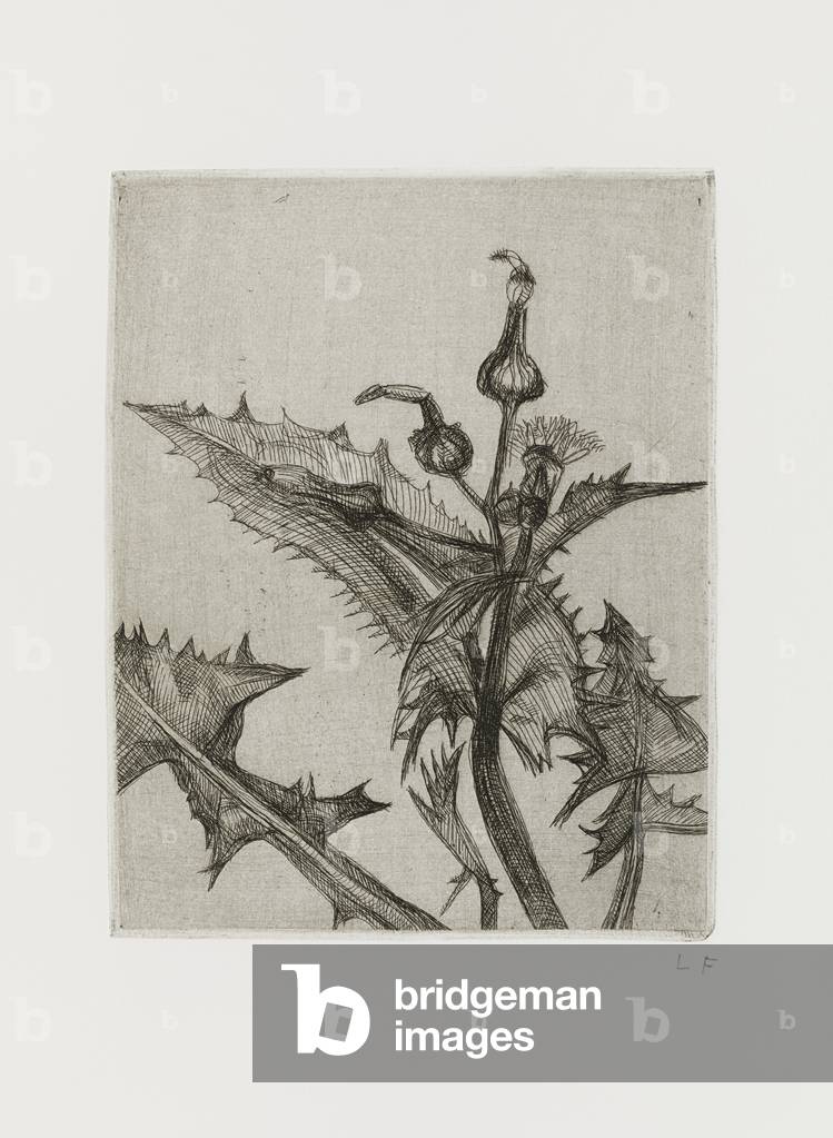 Thistle, 1985 (etching)