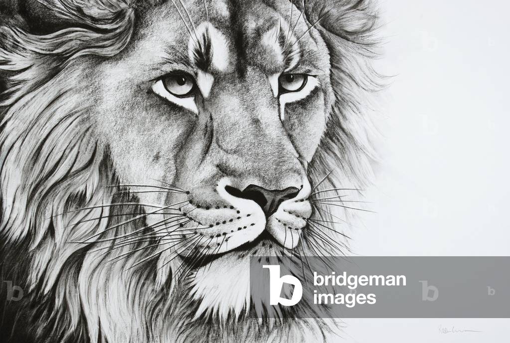 Immagine di Disegno "Aslan che guarda" 2018 di Rose Corcoran