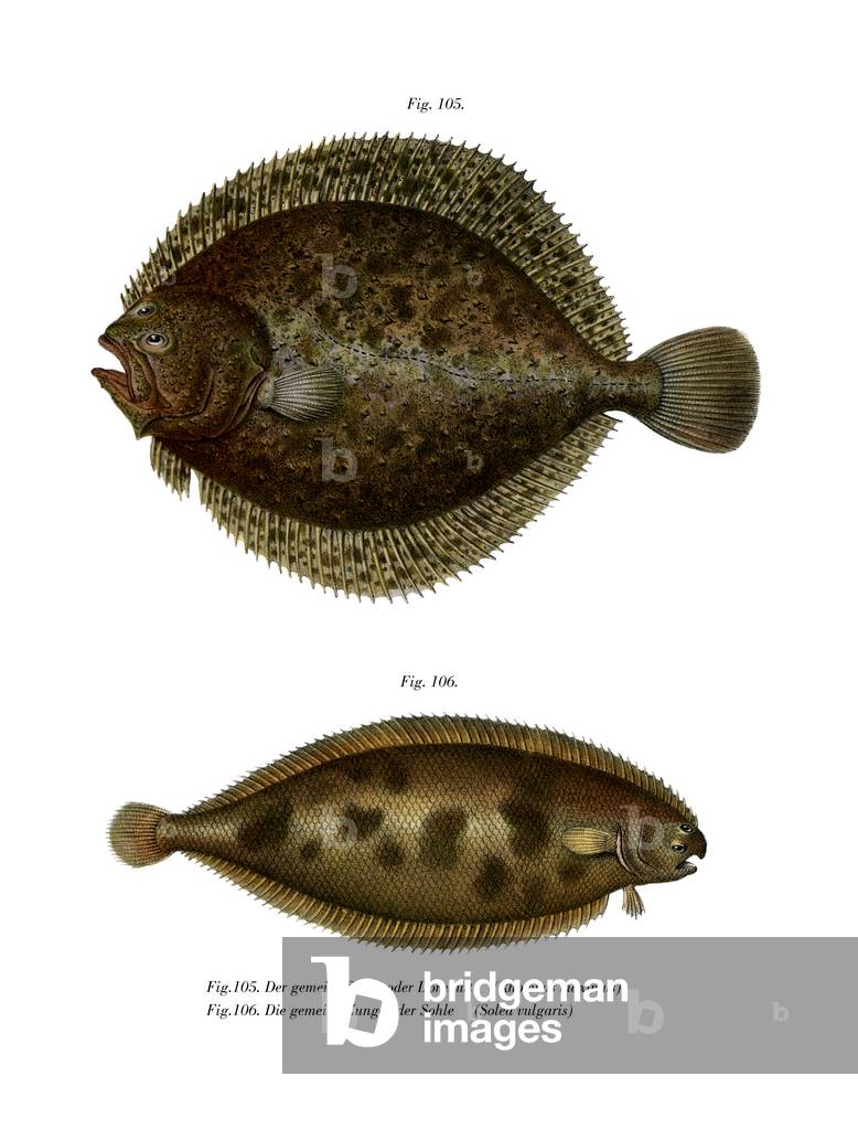 Turbot (colour litho) 1864 by German Artist, b/w