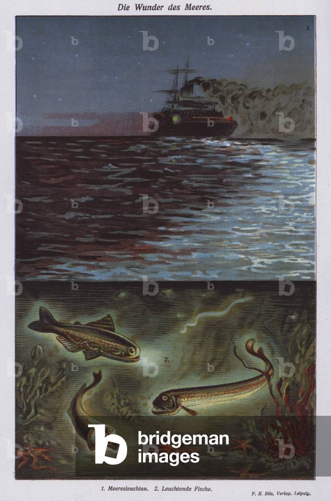 Wonders of the sea: bioluminescence (colour litho)
