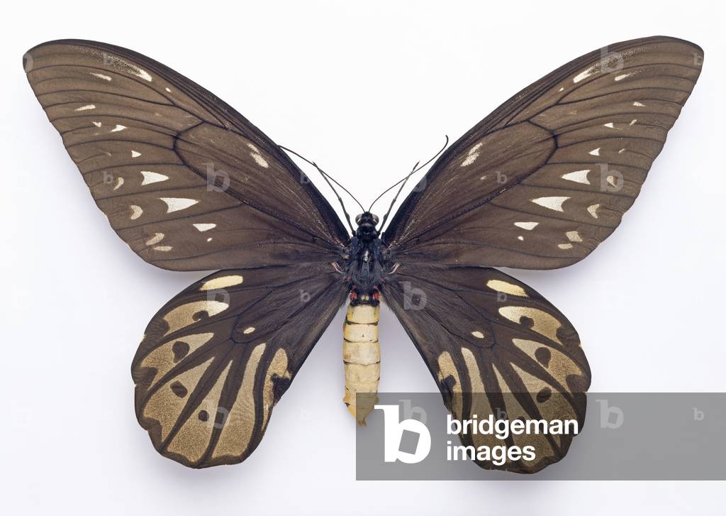 "Ornitoptera alexandrae"