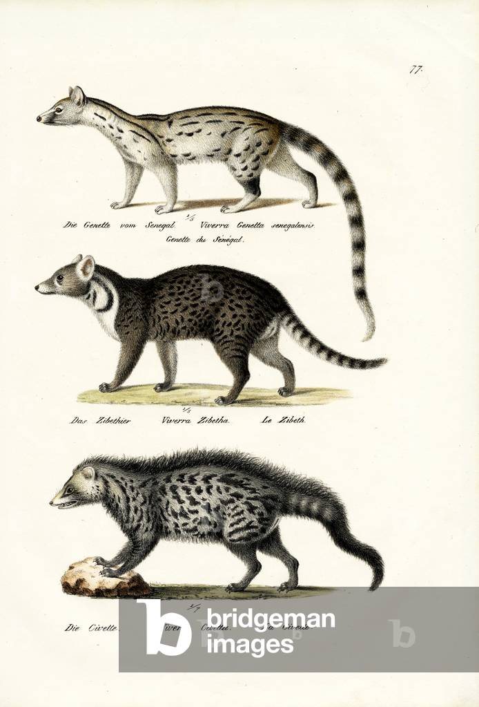 Civet, 1824 (Farbe litho)