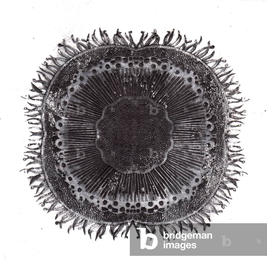 Plant Cells, 2019 (dry point etching)