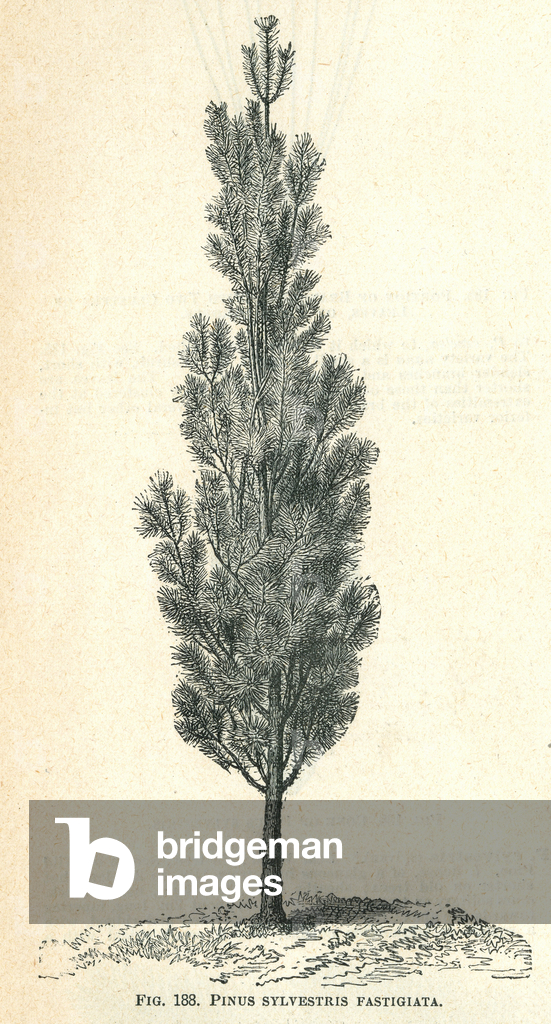 Pinus sylvestris Fastigiata, c.1884-87 (egraving)
