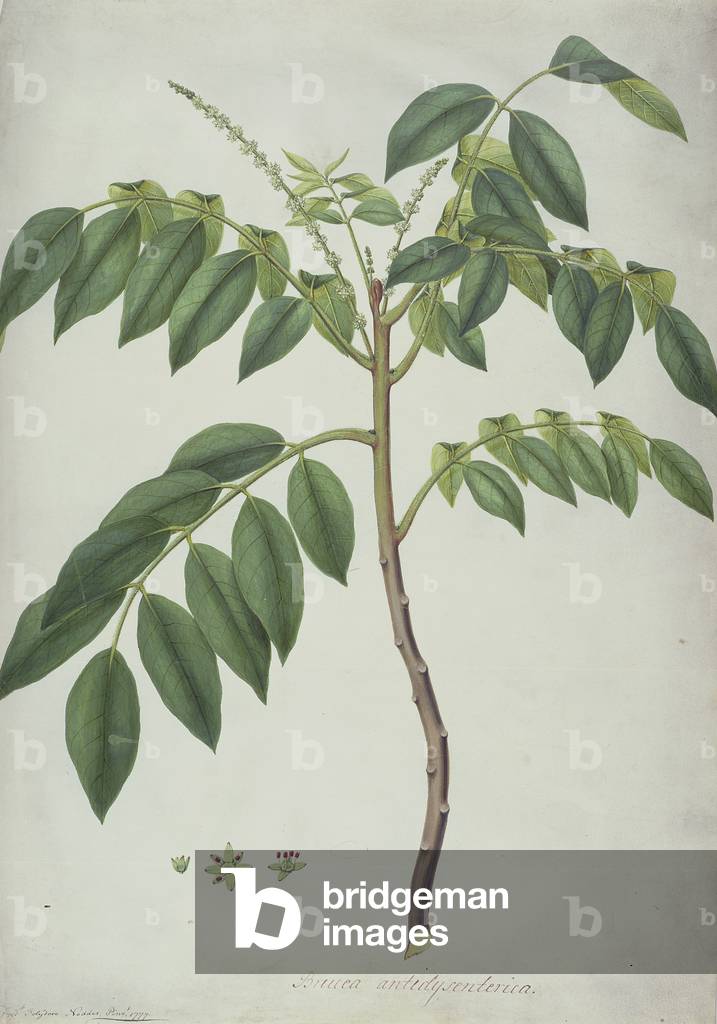 "Brucea Antidysenterica", 1777 di Frederick Polydor Nodder