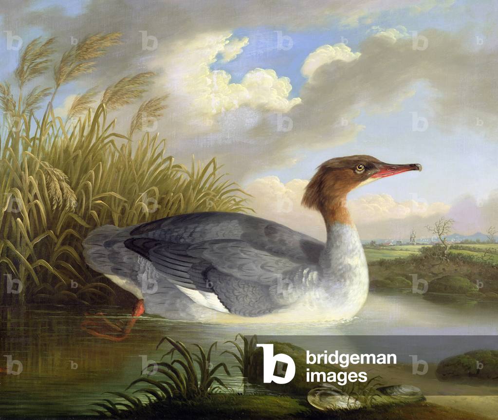A Dun Diver (Goosander) (öl auf leinwand)
