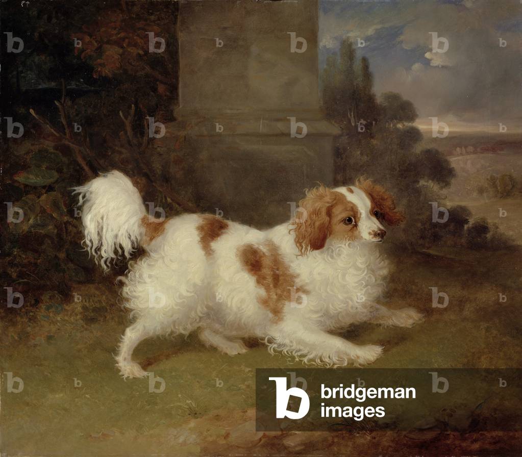 A Blenheim Spaniel, c. 1820-30 (olio su tela)
