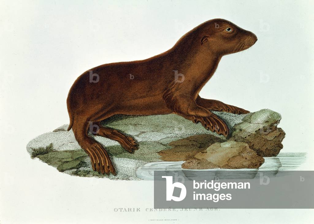 A Baby Australian Sealion (neophoca cinerea) illustration from 'Voyage de la Corvette l'Astrolabe Pendant les Annes 1826-29' by Jules Seabstien Cesar Dumont d'Urville (1790-1842) 1830-35 (engraving)