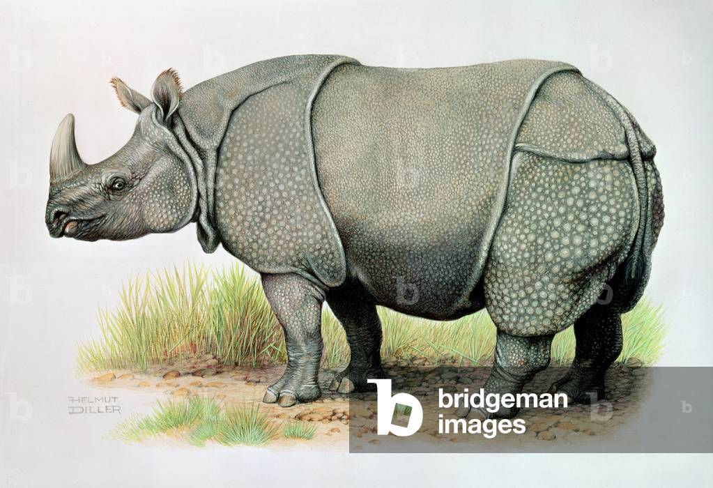 Great Indian Rhinoceros (coloured litho)