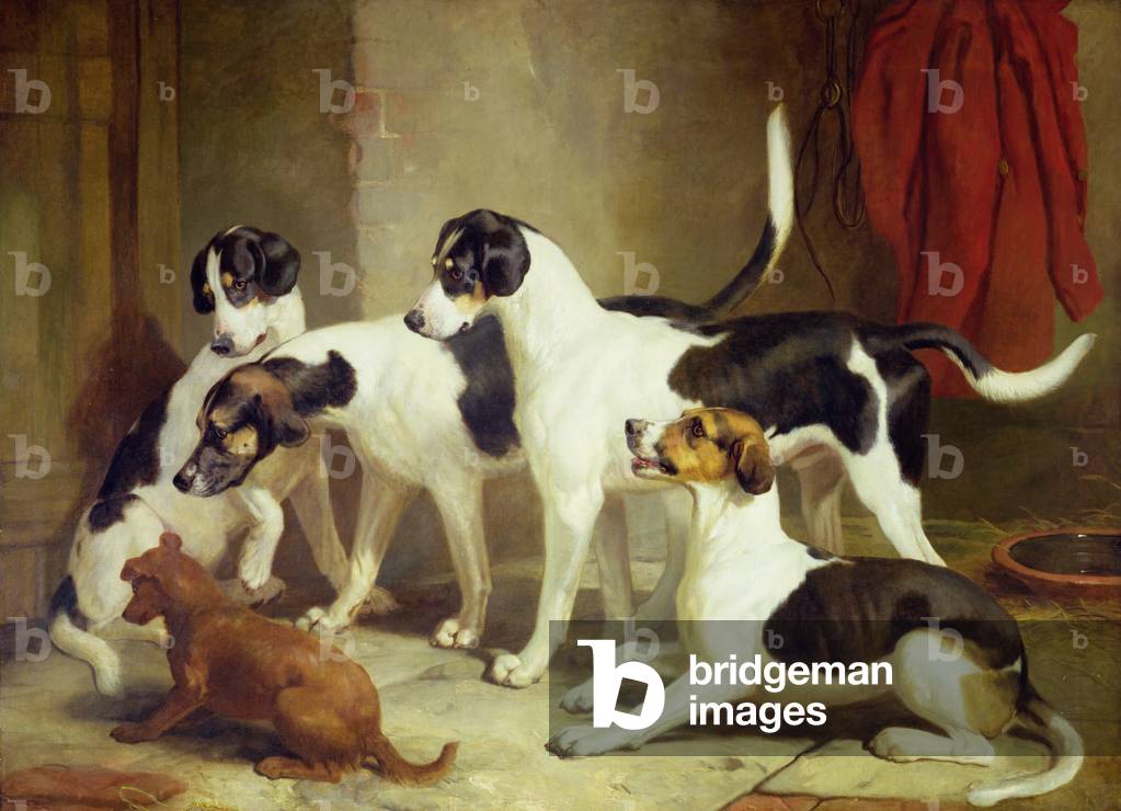 Porträt der Lieblings-Foxhounds