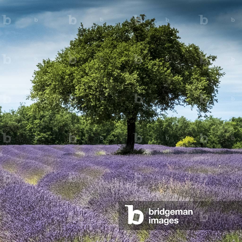 Field of lavender in Provence, France (photo)