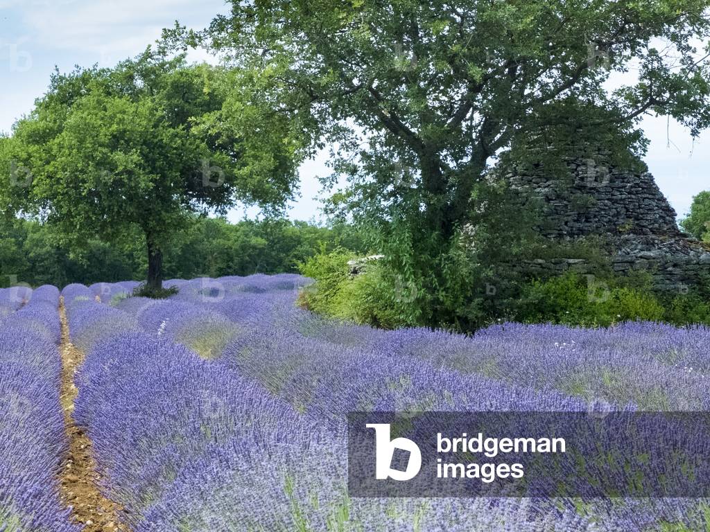 Field of lavender in Provence, France (photo)