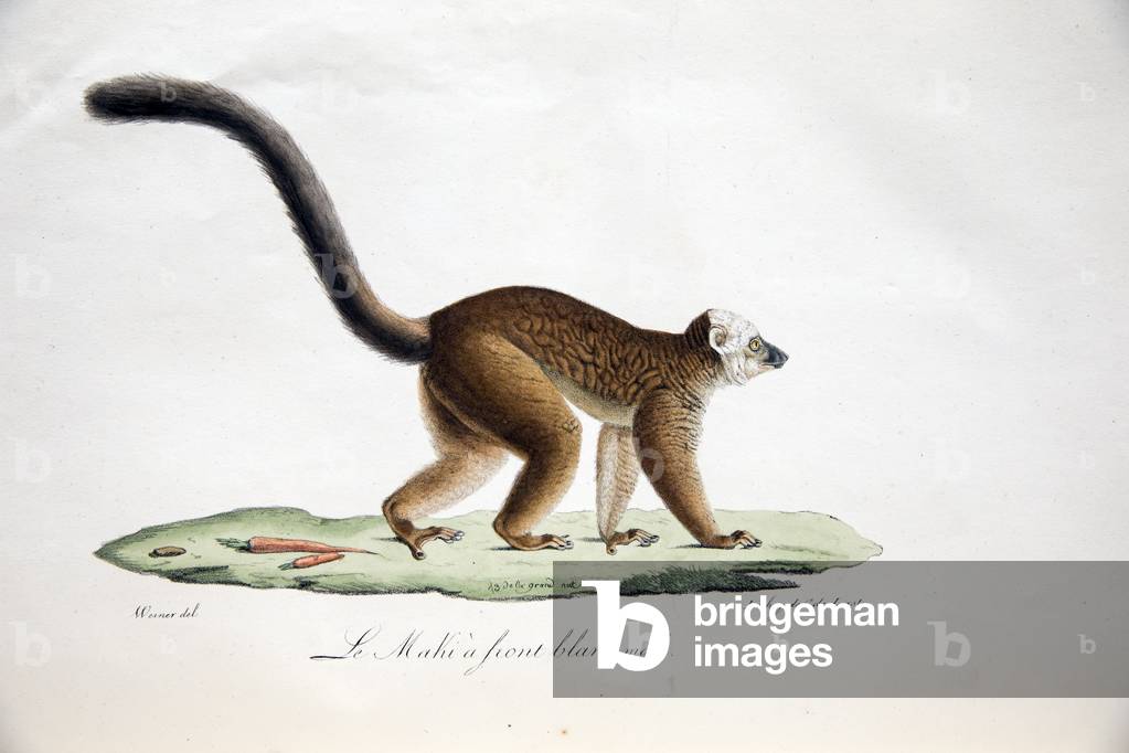 White-headed lemur, from Histoire Naturelle des Mammifères, avec des figures originales, by Étienne Geoffroy Saint-Hilaire & Frédéric Cuvier, 1824-42 (colour litho)
