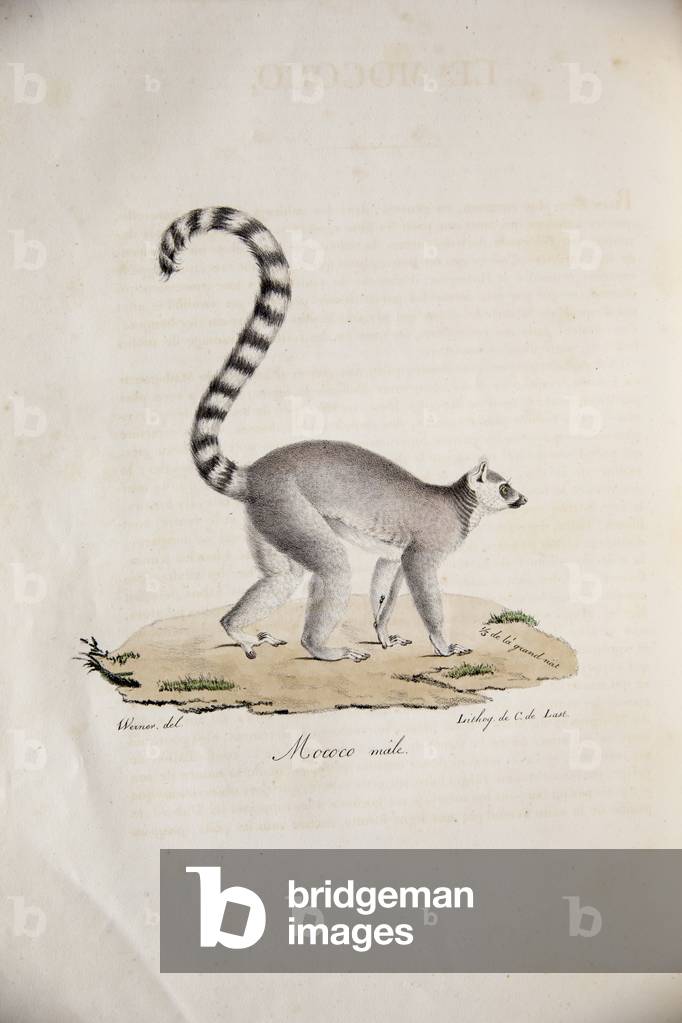 Ring-tailed Lemur, from Histoire Naturelle des Mammifères, avec des figures originales, by Étienne Geoffroy Saint-Hilaire & Frédéric Cuvier, 1824-42 (colour litho)