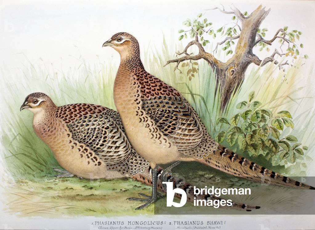 Phasianus mongolicus and Phasianus shawi, 1906-7 (w/c on paper)