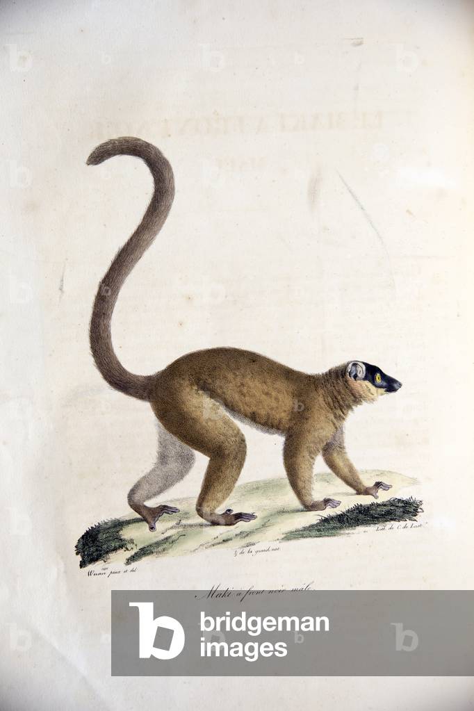 Male collared brown lemur, from Histoire Naturelle des Mammifères, avec des figures originales, by Étienne Geoffroy Saint-Hilaire & Frédéric Cuvier, 1824-42 (colour litho)