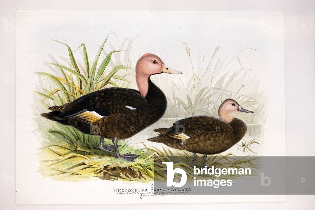Pink-headed ducks, c.1896-1921 (w/c on paper)