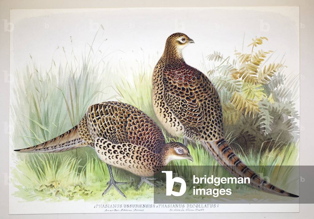 Phasianus ussuriensis and Phasianus delocllatus, 1906-7 (w/c on paper)